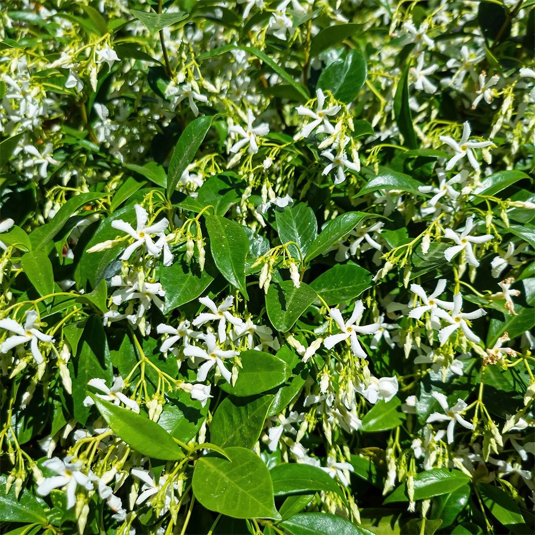 Star Jasmine Tripods (Trachelospermum jasminoides) - Ladybird Nursery