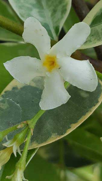 Star Jasmine Variegata (Trachelospermum jasminoides) - Ladybird Nursery