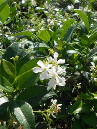 Star Jasmine Bush Form (Trachelospermum jasminoides)