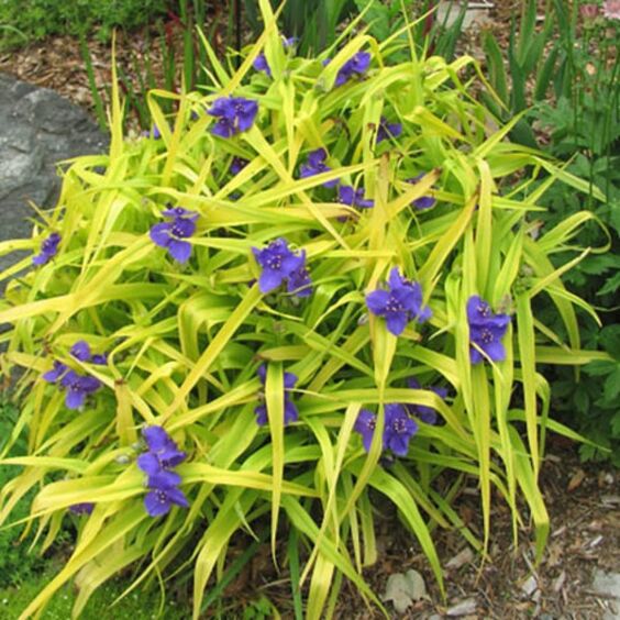 Spiderwort (Tradescantia minima)