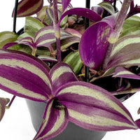 Spiderwort Silver (Tradescantia spp.)