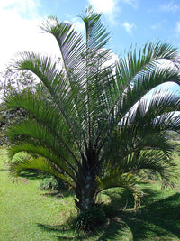 Triangle Palm (Dypsis decaryi)