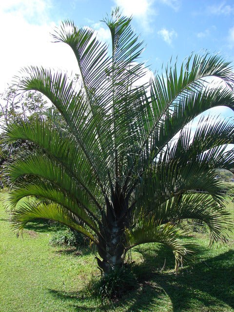 Triangle Palm (Dypsis decaryi) - Ladybird Nursery