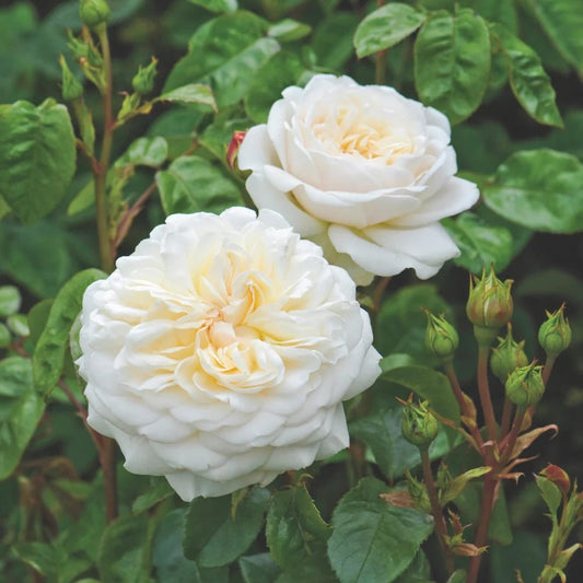 Rose ‘Tranquility’ 2ft Standard (David Austin) - Ladybird Nursery