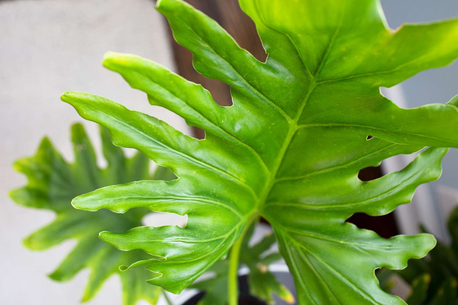 Tree Philodendron (Philodendron selloum)