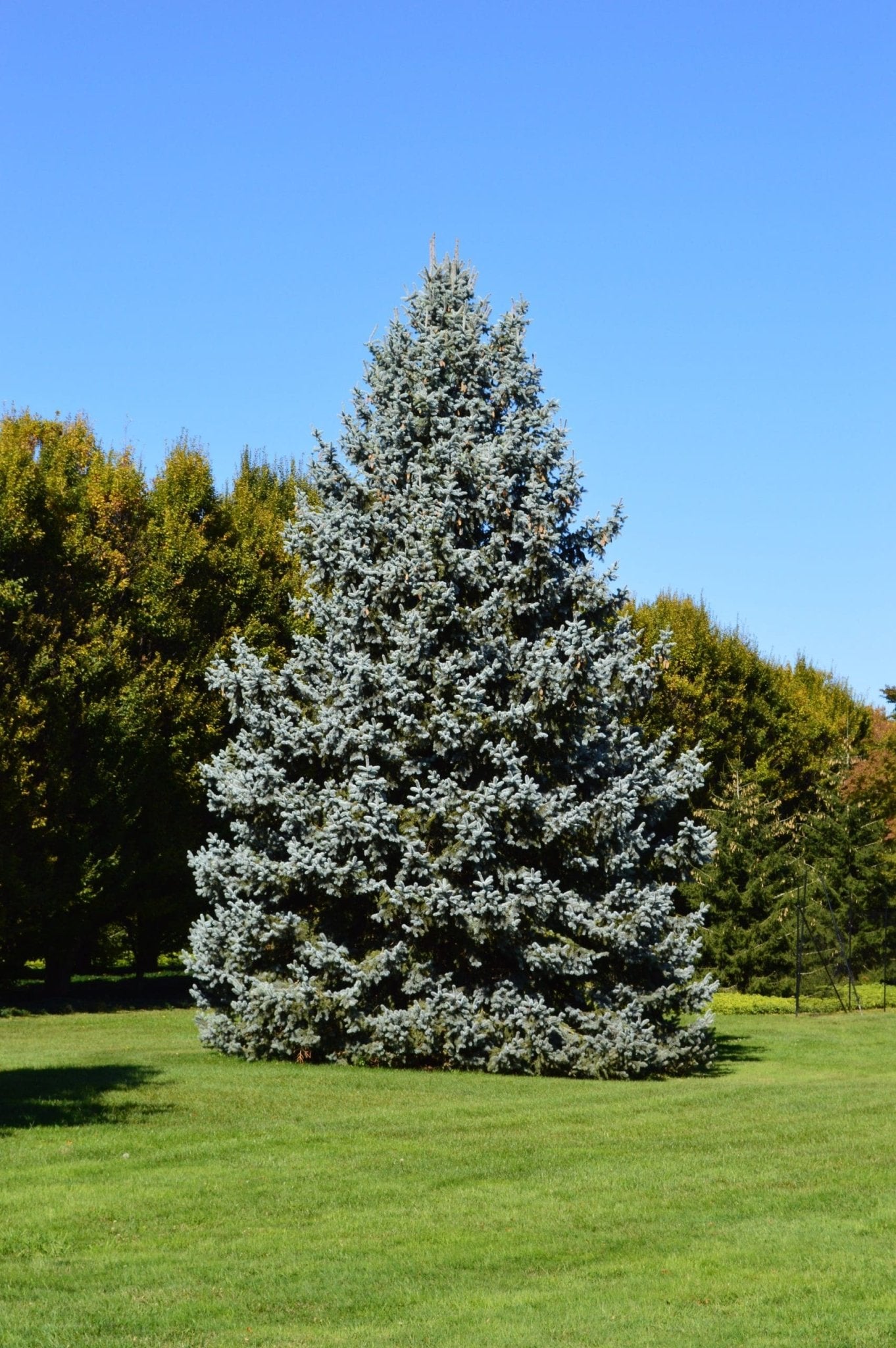 Blue Spruce Sky (Picea pungens) - Ladybird Nursery