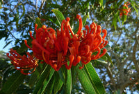 Queensland Tree Waratah (Alloxylon flammeum) - Ladybird Nursery