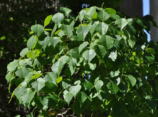 Chinese Tallow Bush Form (Triadica sebifera)