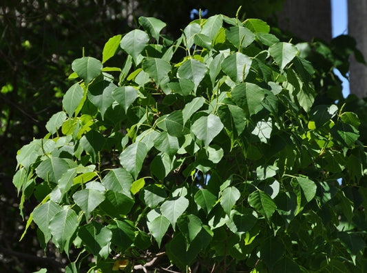 Chinese Tallow Bush Form (Triadica sebifera)