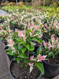Jasmine 'Tricolour’ (Trachelospermum jasminoides) - Ladybird Nursery