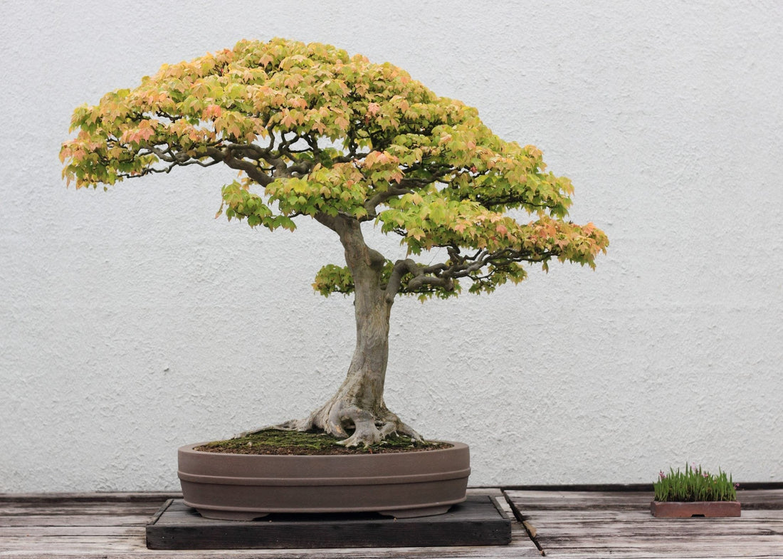 Trident Maple Bonsai Starter (Acer buergeranium) - Ladybird Nursery