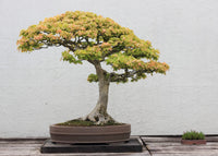 Trident Maple Bonsai Starter (Acer buergeranium) - Ladybird Nursery