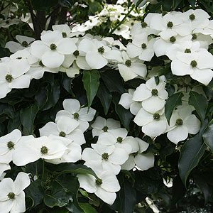 Dogwood 'Trinity Star' (Cornus kousa) - Ladybird Nursery