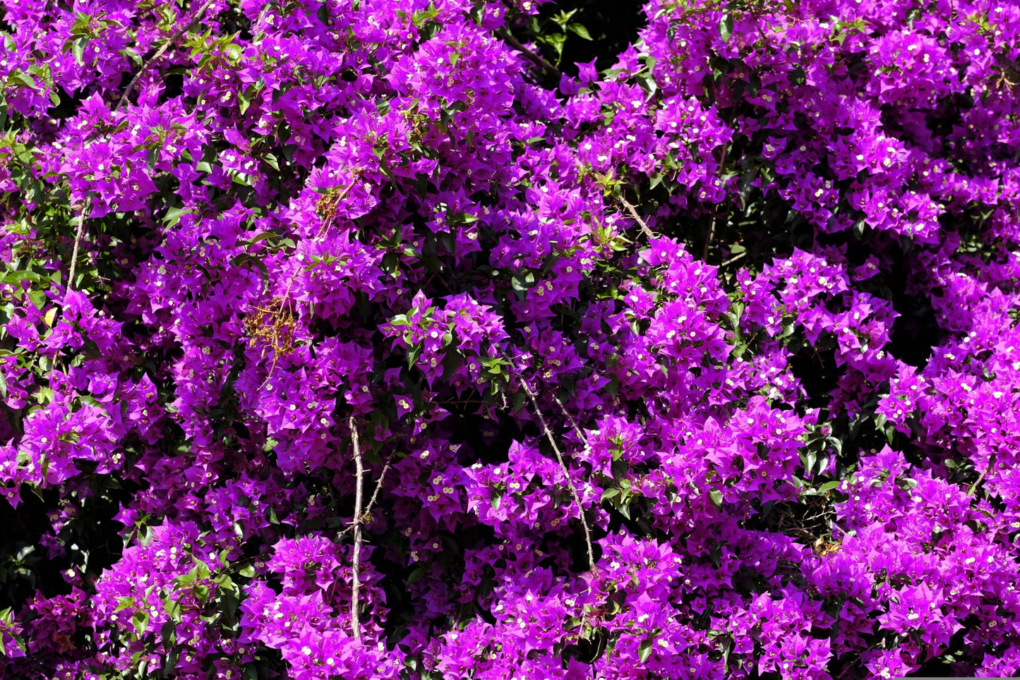 Bougainvillea Purple Cascade (Bougainvillea glabra)