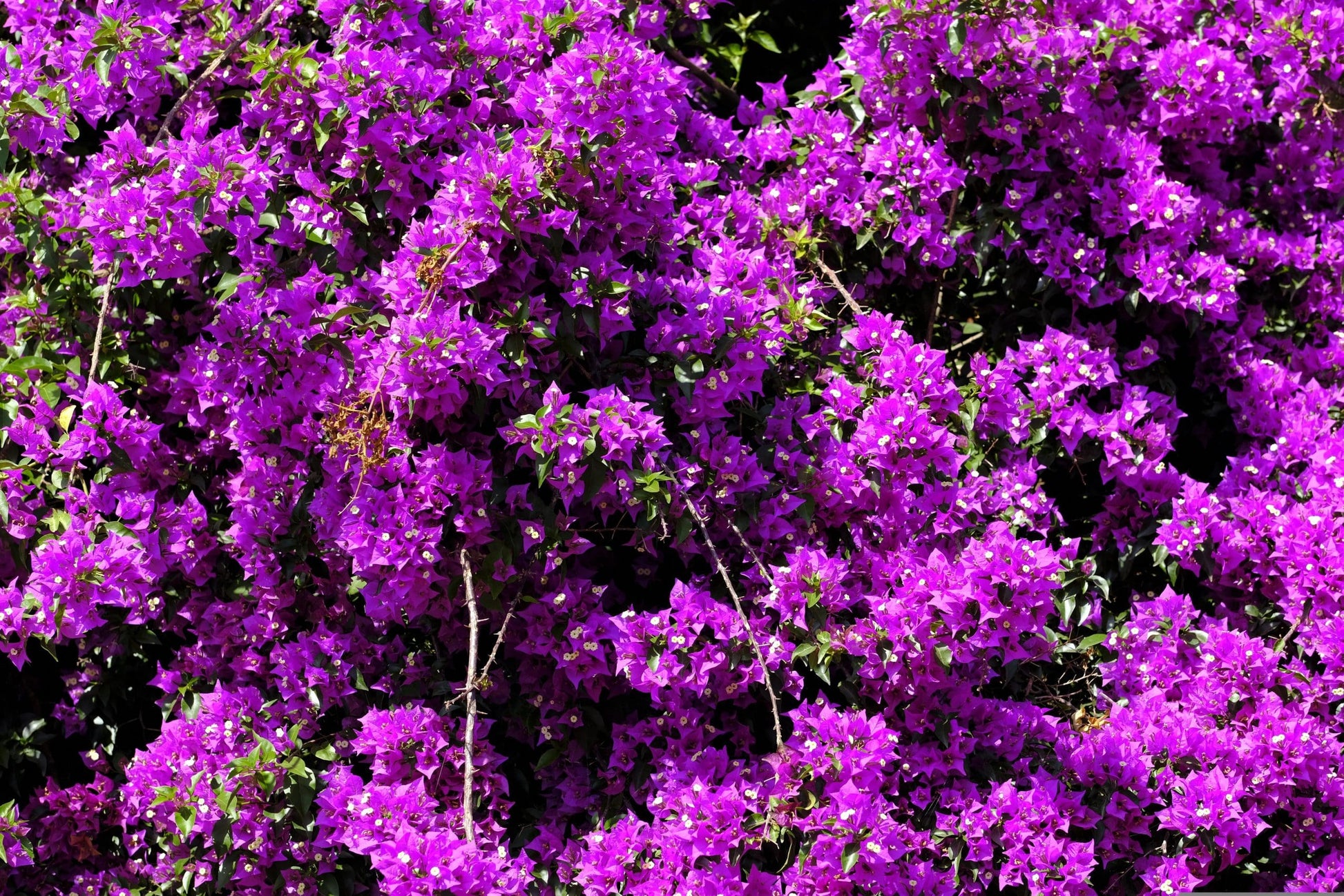 Bougainvillea Purple Cascade (Bougainvillea glabra)