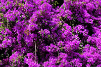 Bougainvillea Purple Cascade (Bougainvillea glabra)