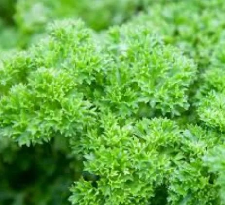 Parsley Triple Curly (Pickup Only) - Ladybird Nursery