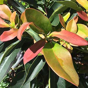 Water Gum Dwarf Burgundy Blush (Tristaniopsis laurina)
