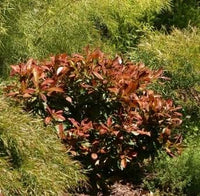 Water Gum Dwarf Burgundy Blush (Tristaniopsis laurina)
