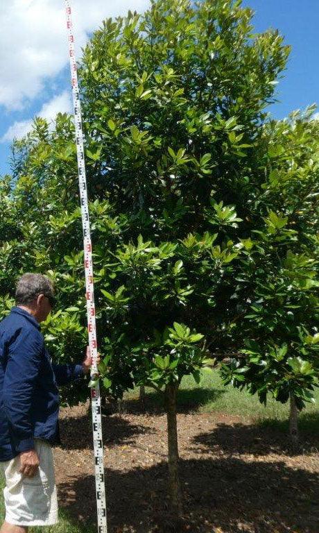Water Gum LUSCIOUS® (Tristaniopsis laurina) - Ladybird Nursery