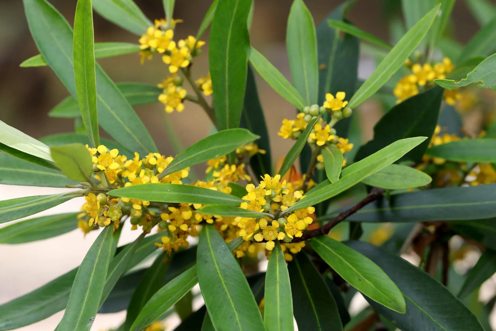 Water Gum (Tristaniopsis laurina) - Ladybird Nursery