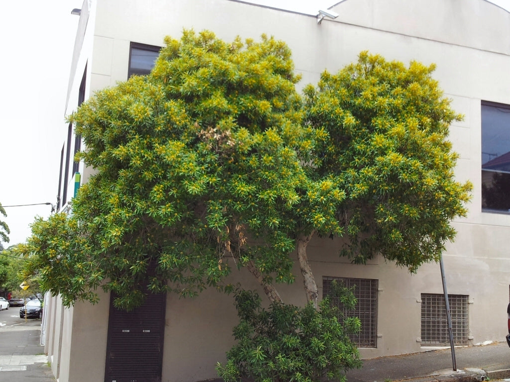 Water Gum (Tristaniopsis laurina)