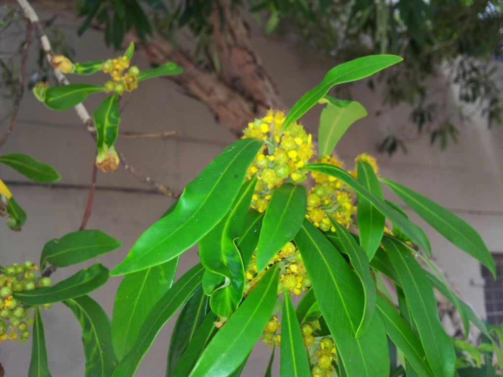 Water Gum (Tristaniopsis laurina)
