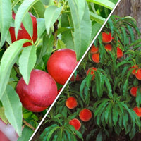 2-Way Dwarf Trixie Nectarine x Peach 'Nectazee + Pixzee'