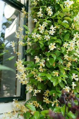 Star Jasmine Yellow (Trachelospermum jasminoides) - Ladybird Nursery