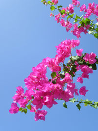Bilas Bougainvillea (Bougainvillea Bambino™) - Ladybird Nursery
