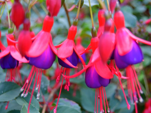 Tropical Fuchsia (Fuchsia hybrid)