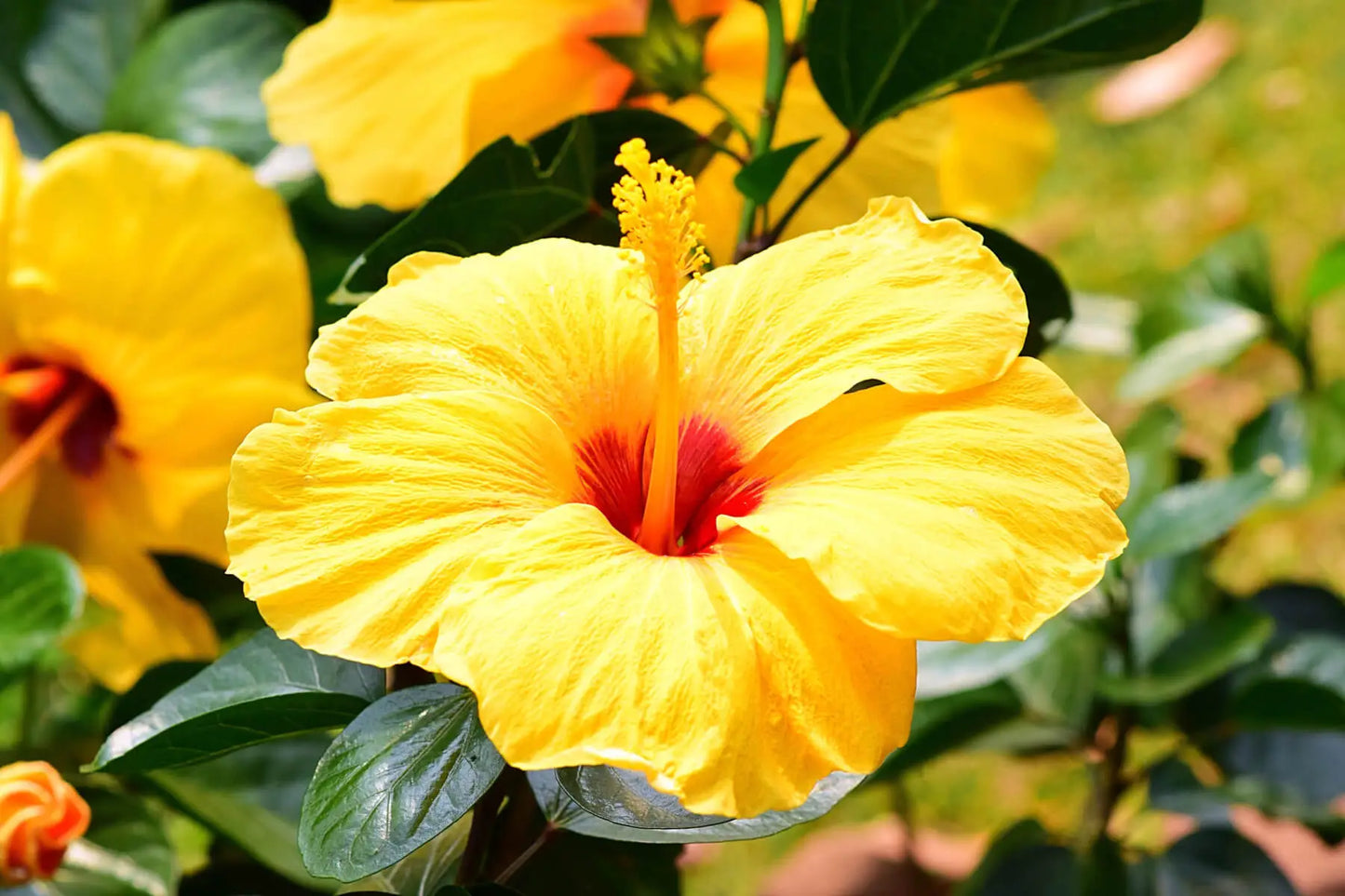 Chinese Hibiscus Fantasy Lemon Delight (Hibiscus rosa-sinensis)