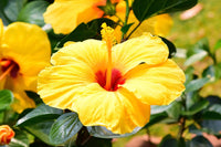 Chinese Hibiscus Fantasy Lemon Delight (Hibiscus rosa-sinensis)