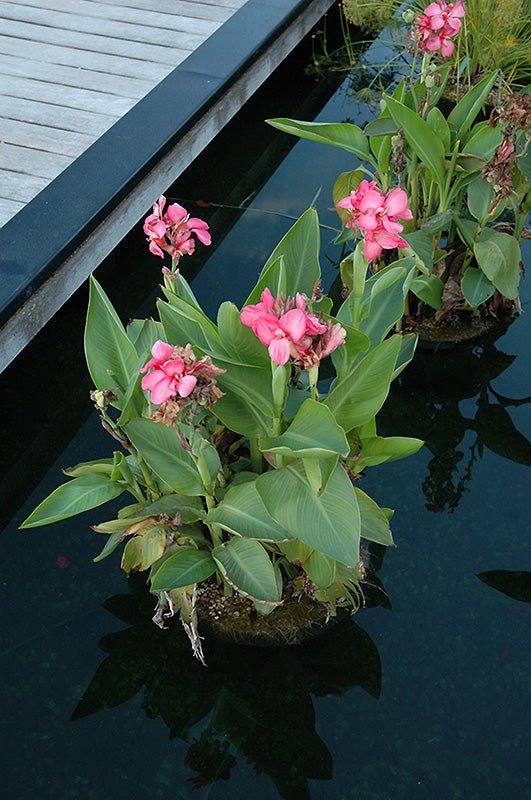 Canna Tropical Rose (Canna) - Ladybird Nursery