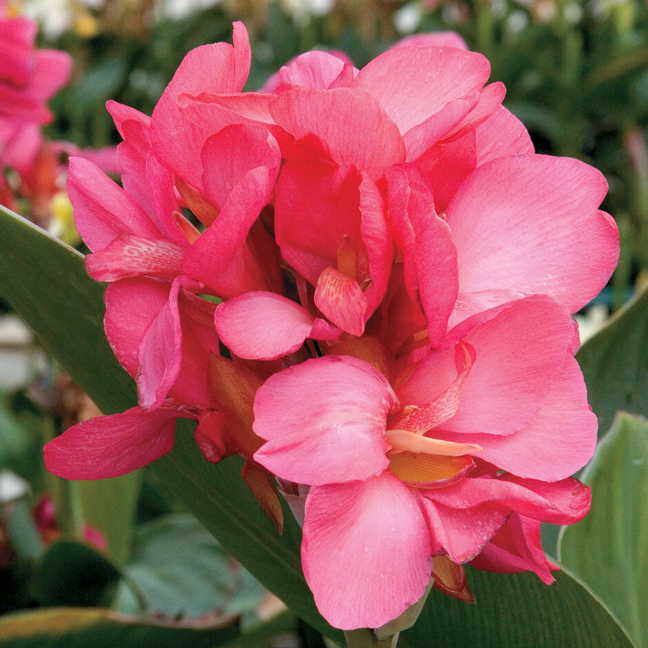 Canna Tropical Rose (Canna) - Ladybird Nursery