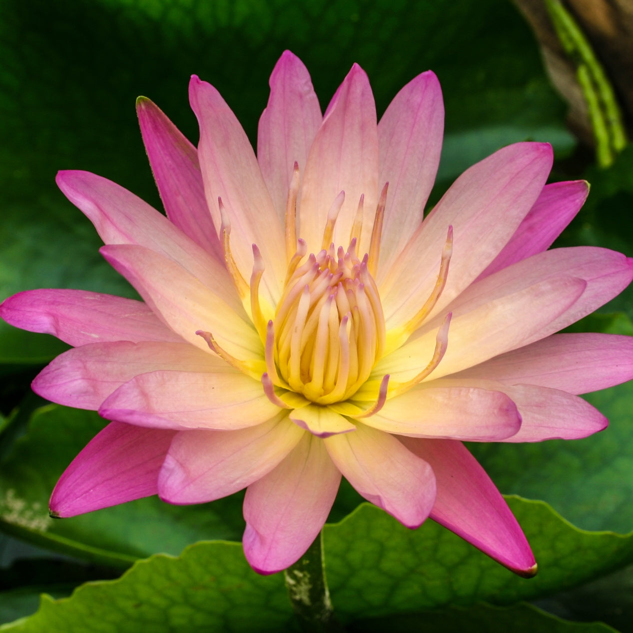 Tropical Water Lily (Nymphaea) PICK UP ONLY