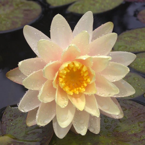 Tropical Water Lily (Nymphaea) PICK UP ONLY - Ladybird Nursery