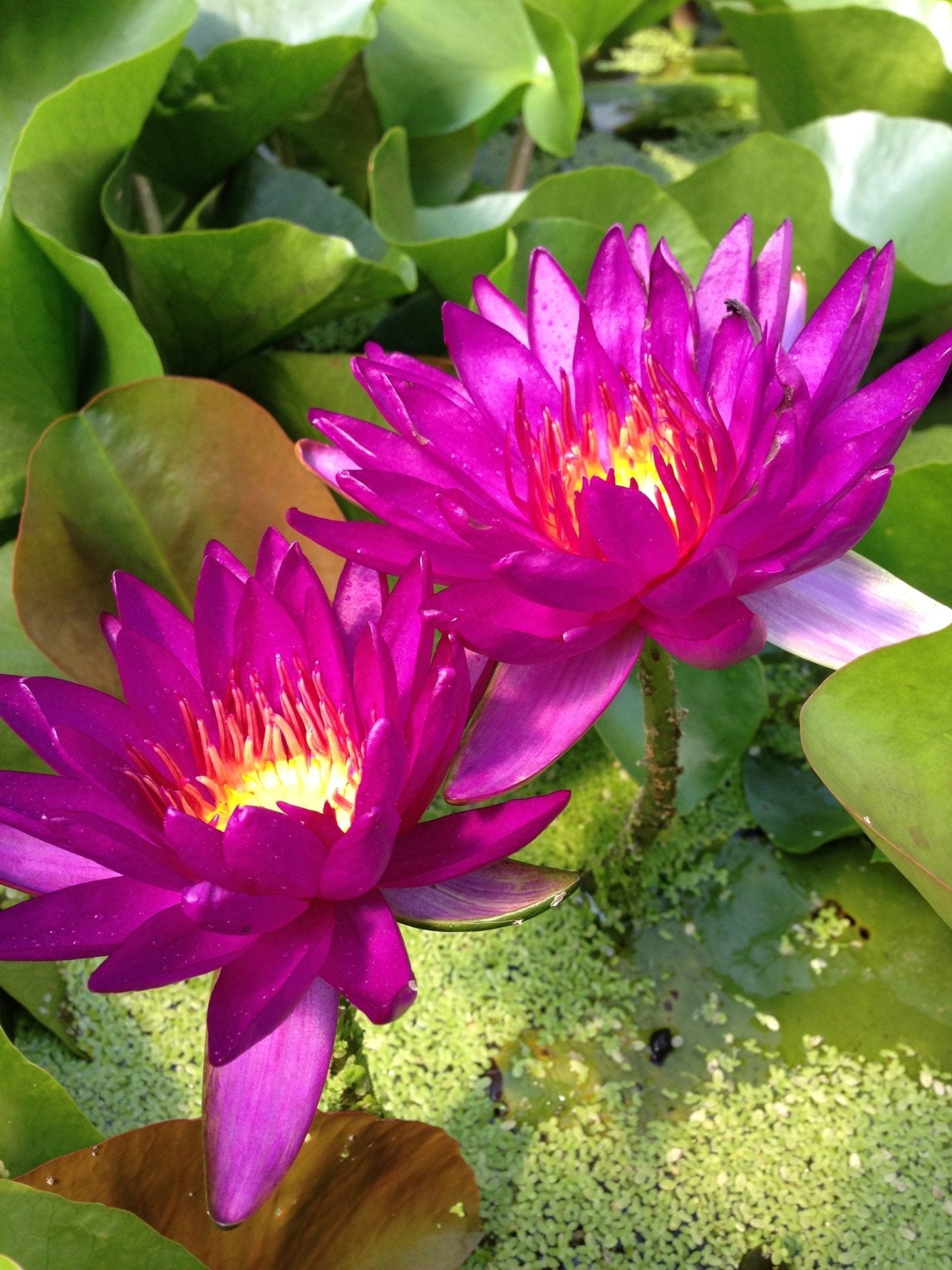 Tropical Water Lily (Nymphaea) PICK UP ONLY - Ladybird Nursery