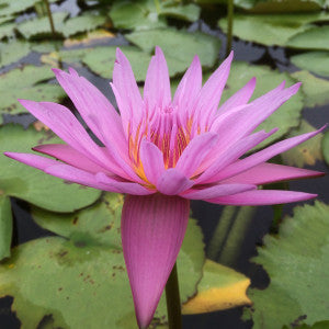 Tropical Water Lily (Nymphaea) PICK UP ONLY