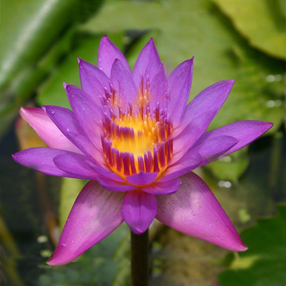 Tropical Water Lily (Nymphaea) PICK UP ONLY