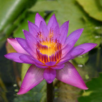 Tropical Water Lily (Nymphaea) PICK UP ONLY - Ladybird Nursery