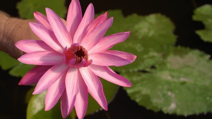 Tropical Water Lily (Nymphaea) PICK UP ONLY - Ladybird Nursery