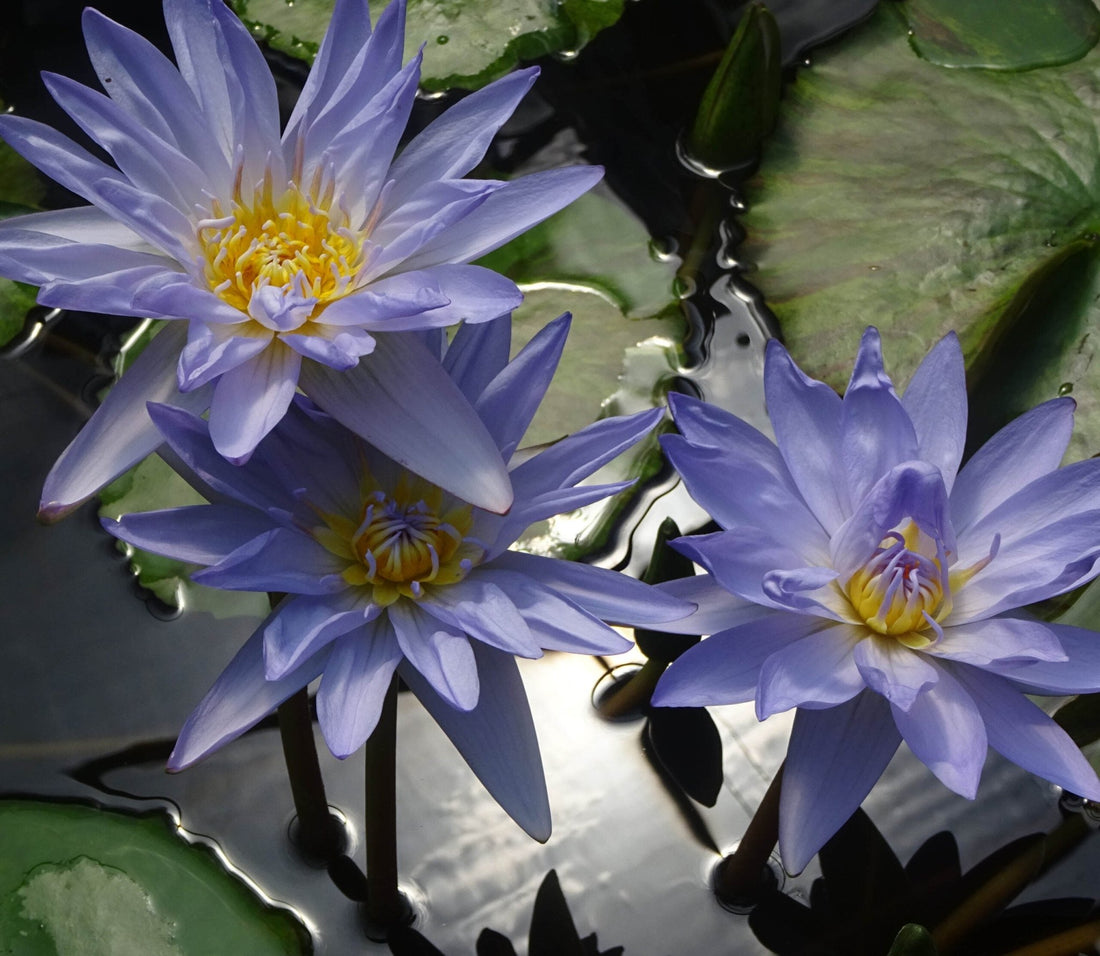 Tropical Water Lily (Nymphaea) PICK UP ONLY - Ladybird Nursery