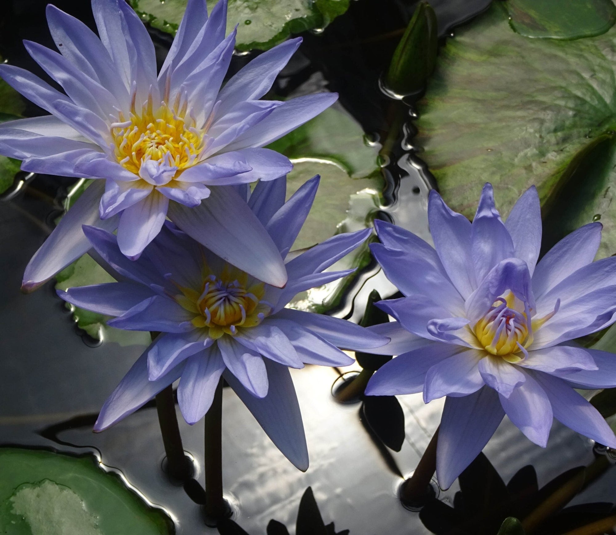 Tropical Water Lily (Nymphaea) PICK UP ONLY - Ladybird Nursery