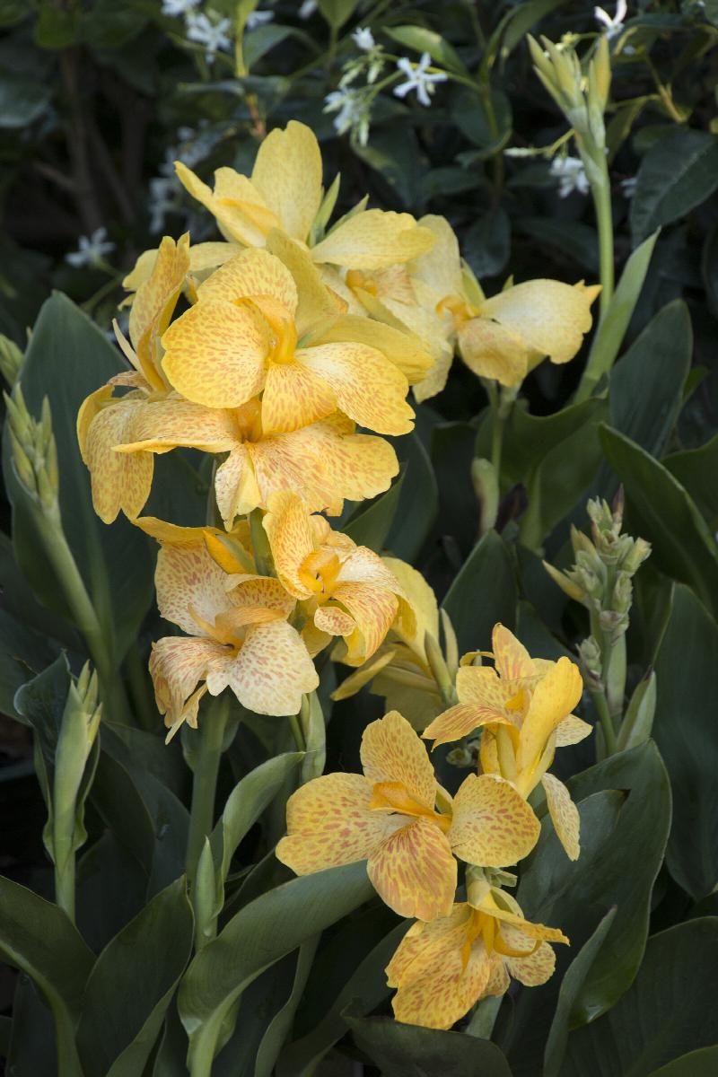 Canna Tropical Yellow (Canna) - Ladybird Nursery
