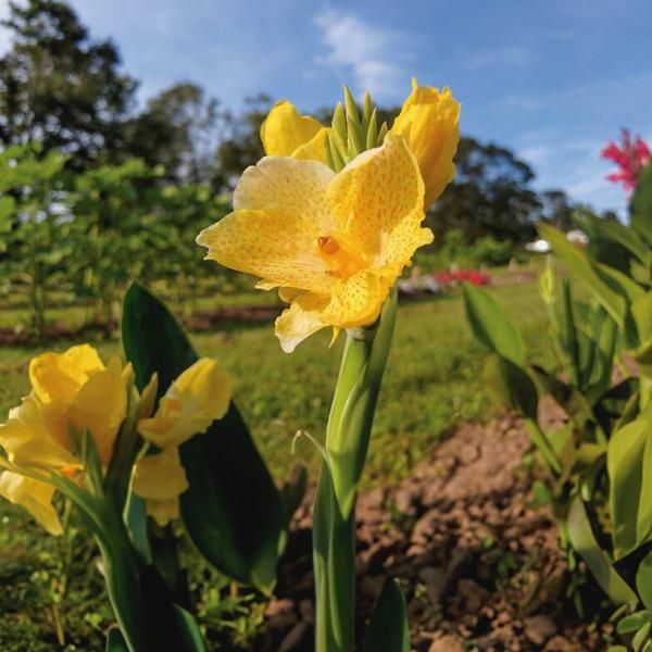 Canna Tropical Yellow (Canna) - Ladybird Nursery