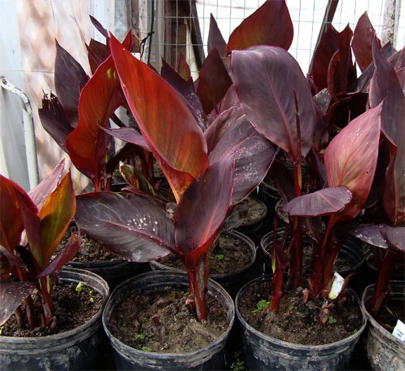Tropicanna Lily Black - Ladybird Nursery