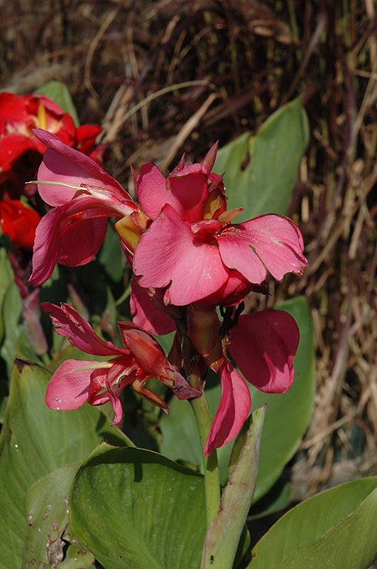Canna Tropical Rose (Canna) - Ladybird Nursery