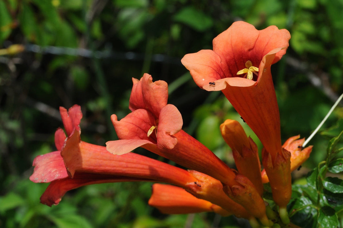 Blood Red Trumpet Vine (Distictis buccinatoria) - Ladybird Nursery