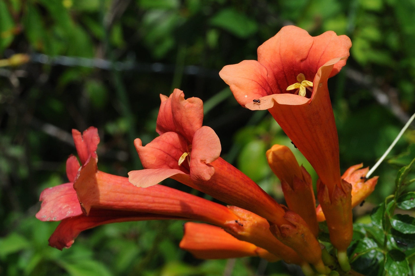 Blood Red Trumpet Vine (Distictis buccinatoria) - Ladybird Nursery
